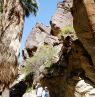 Indian Canyons, Palm Springs, California - Credit: California Travel and Tourism Commission, Blaise