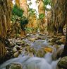Indian Canyons, California - Credit: Palm Springs Bureau of Tourism