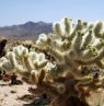 Joshua Tree National Park, California - Credit: Visit California, Bongo