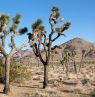 Joshua Tree National Park, California - Credit: Visit California, Carol Highsmith