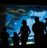 Texas State Aquarium, Corpus Christi, Texas - Credit: Texas Tourism, Kenny Braun