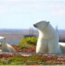 Eisbären, Manitoba - Credit: travelmanitoba.com