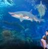 Florida Aquarium, Tampa Bay, Florida - Credit: Visit Tampa Bay