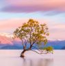 NZ_OT_WanakaTree_shutterstock-1028852335 - Credit: KIWI TOURS GmbH