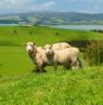 NZ_Sheepshutterstock-159697325 - Credit: KIWI TOURS GmbH