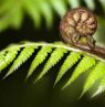 NZ_Fern_shutterstock_103945202 - Credit: KIWI TOURS GmbH