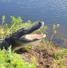American Alligator - Credit: Gulf Coast Clays