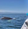Whale Watching, Pismo Beach, Kalifornien