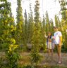 Hopfenpflanzen, Yakima Valley, Washington - Credit: Port of Seattle