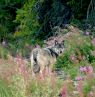Wolf, Manitoba - Credit: Ganglers Fly-in Lodges and Outposts