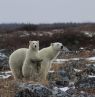 Eisbären, Manitoba - Credit: travelmanitoba