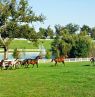 Pferdefarm, Lexington, Kentucky