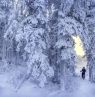 Schneebedeckte Bäume und eine Skierin, Cassette Rapids, Fort Smith, Northwestern Terretories - Credit: Pierre Emmanuel Chaillon/NWT Tourism