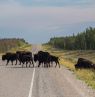 Büffel auf dem Highway, Hay River, Northwestern Terretories - Credit: Colin Field/NWT Tourism