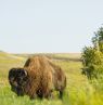 Grasslands National Park, Saskatchewan - Credit: Tourism Saskatchewan - Chris Hendrickson Photography