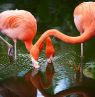 Flamingo, Florida - Credit: Peter W. Cross, Visit Florida