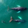 Bay of Fundy, Wale und Delfine - Credits: Tourism Nova Scotia