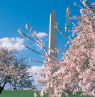 Kirschblüten, National Mall, Washington D.C. - Credit: Courtesy of Washington