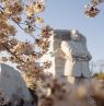 MLK Jr Memorial mit Kirschblüten, Washington D.C. - Credit: Courtesy of Washington