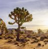 Joshua Tree National Park, Kalifornien - Credit: Myles McGuinness, Greater Palm Springs