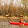 Kayaker mit Wildpferden,  Lower Salt River, Scottsdale, Arizona - Credit: REI Co-op Experiences