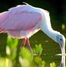 Roseate Spoonbill, Fort Myers, Florida - Credit: Jason Boeckman, Fort Myers - Islands, Beaches and Neighborhoods