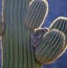 Puma auf Kaktus, Sonora Desert Museum, Tucson, Arizona - Credit: Visit Tucson