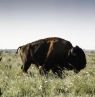 Bison, Caprock Canyons State Park, Lubbock, Texas - Credit: Lubbock CVB