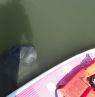 Manatee mit Paddleboard, New Smyrna Beach, Florida - Credit: New Smyrna Beach CVB