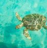Schildkröte, Ausflug zu den Schweinen, Themenreisen, BAH Credit: The Bahamas Ministry of Tourism & Aviation