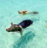 Schwimmende Schweine, Ausflug zu den Schweinen, Themenreisen, BAH Credit: The Bahamas Ministry of Tourism & Aviation