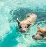 Zwei Schweine, Ausflug zu den Schweinen, Themenreisen, BAH Credit: The Bahamas Ministry of Tourism & Aviation