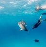 Tauchen mit Delfinen, Tauchen, Themenreisen, BAH Credit: The Bahamas Ministry of Tourism & Aviation