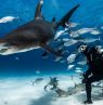 Taucher mit Haien, Tauchen, Themenreisen, BAH Credit: The Bahamas Ministry of Tourism & Aviation