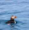 Papageientaucher im Wasser, Neufundland und Labrador - Credit: ACAT