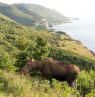 Elch, Cabot Trail, Nova Scotia - Credit: ACAT
