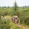 Wolfsrudel, Churchill, Manitoba - Credit: Travel Manitoba