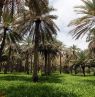 Palmenplantage, Nizwa - Credit: Ministry of Heritage & Tourism Sultanate of Oman