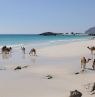Kamele am Strand, Salalah, Dhofar - Credit: Ministry of Heritage & Tourism Sultanate of Oman