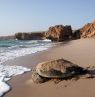 Schildkröte auf dem Strand, Ras al-Jinz - Credit: Ministry of Heritage & Tourism Sultanate of Oman