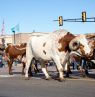 Rinder, Stockyards Stampede, Oklahoma City - Credit: Oklahoma City