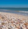 Muscheln am Strand, Fort Desoto Park - Credit: Visit St. Pete-Clearwater