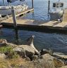 Robbe im Hafen von Morro Bay - Credit D. Büttner