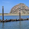 Robben vor dem Morro Rock - Credit D. Büttner