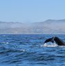 Walbeobachtung vor der Küste von Morro Bay - Credit D. Büttner