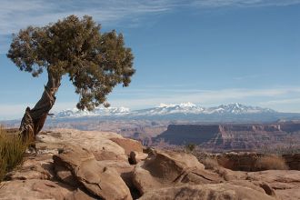 UT/Moab/Canyonlands NP/Baum 680